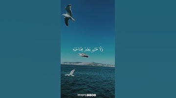 وما من دابه في الأرض ولا طائر يطير بجناحيه إلا أمم أمثالكم | سورة الأنعام | أحمد العجمي