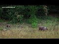 Mal medved boxeri  bear cubs boxers divokapolana slovakia karpaty medved bear