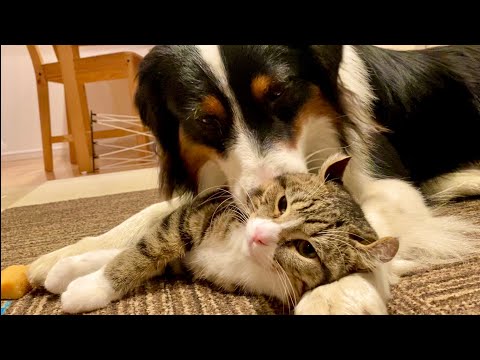 子猫を愛しすぎて毛づくろいが止まらない犬