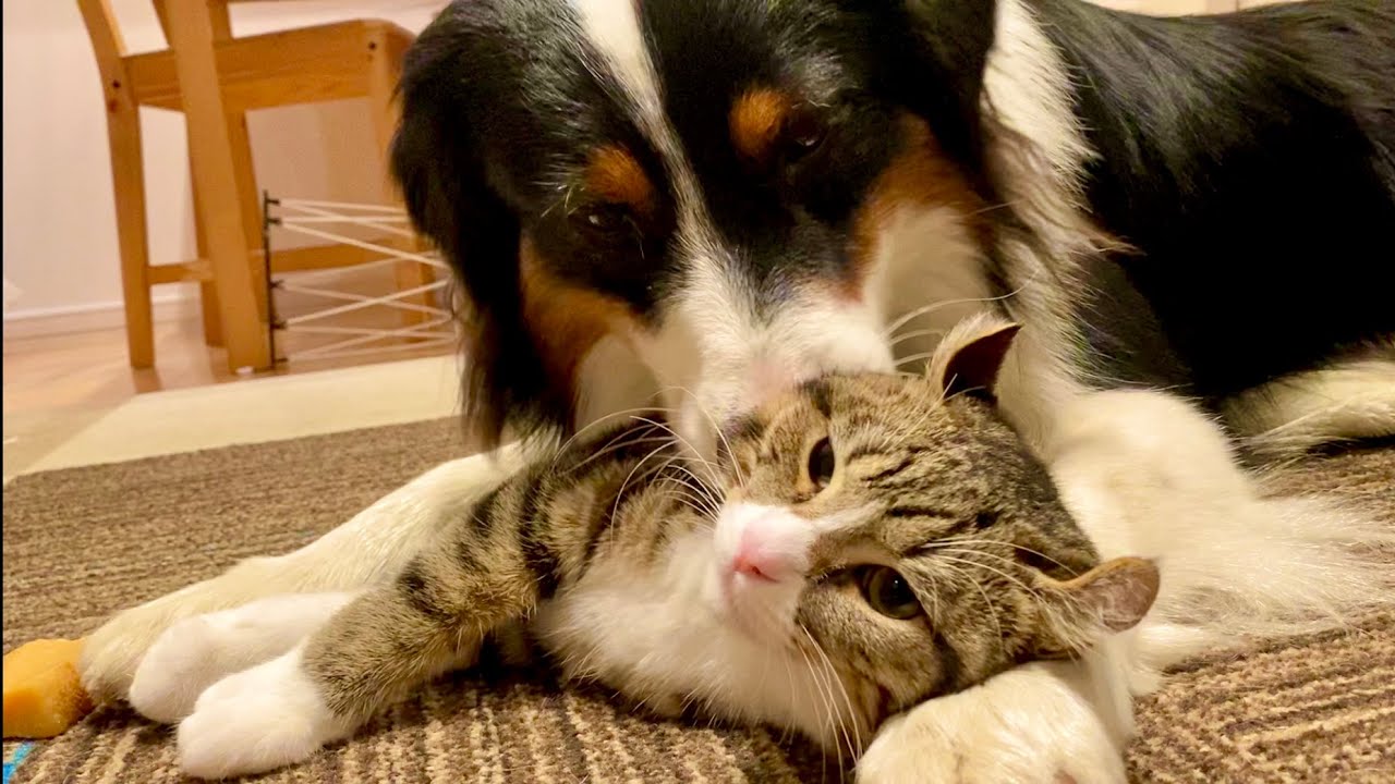 子猫を愛しすぎて毛づくろいが止まらない犬的youtube视频效果分析报告 Noxinfluencer