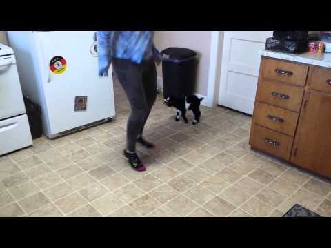 Baby Pygmy goat copies hopping