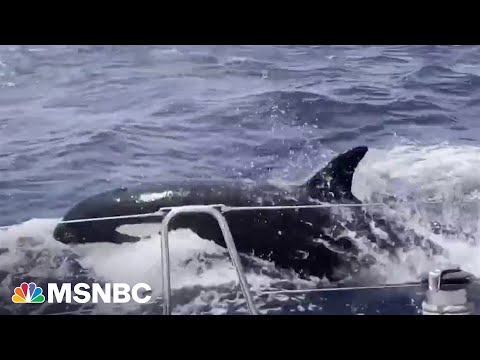 Video: Wat is de walviskopclub?