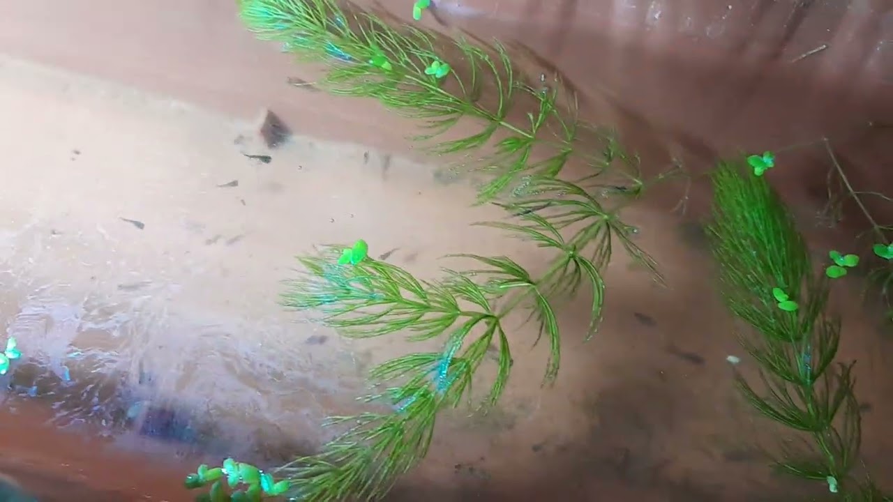 الاعتناء وتربية زريعه المولى والجوبى بدون مضخه متور هواء