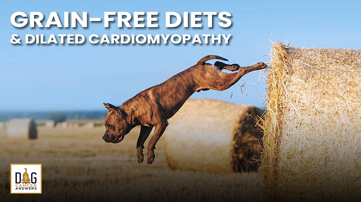 Grain Free Diets and Dilated Cardiomyopathy