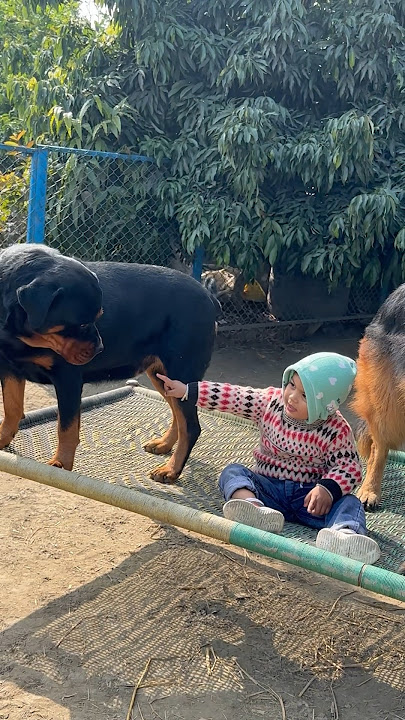 Good Vs Bad ‼️✅Rottweiler Daisy vs Gsd Rustam 😂🤪#challenge #shorts #viralvideo
