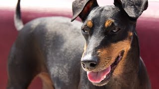 Manchester Terrier / Dog Breed