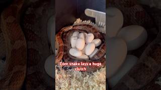 Our corn snake lays a huge clutch of eggs for us #snake #reptiles #pets #animals #cornsnakes