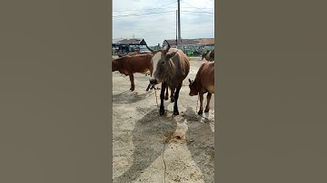 Sapi Lucu, Sapi joget, sapi jumbo, bih cow #shorts #sapi #lembu #cow