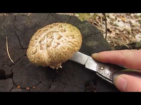 Узнаем гриб вместе. Пилолистник чешуйчатый. Шпальный гриб (Lentinus lepideus).