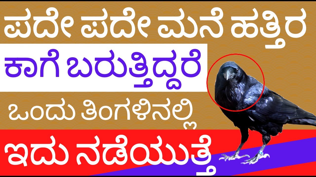 If a crow comes near the house repeatedly this event will happen in a month crow in Astrology