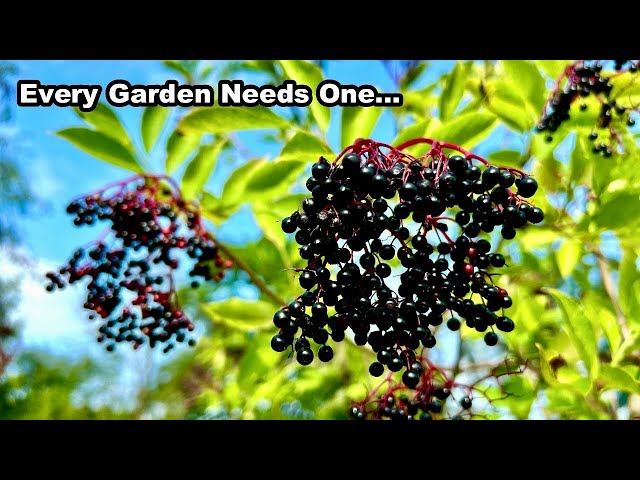 Elder - An Underrated Shrub . . . class=