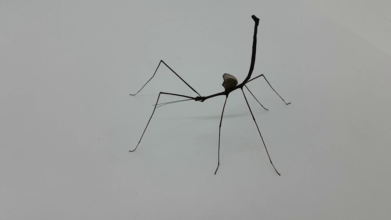 Male Lobofermora Scheirei Threat Posture 黑天使竹節蟲威嚇行為 Youtube