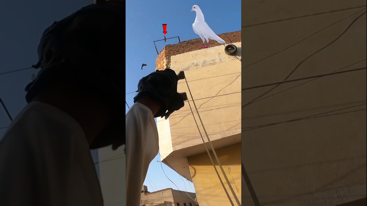 Outstanding 🤯 wild pigeon hunting with slingshot 