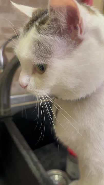 Умные котики 😻 Соблюдают очередь 😺 Вода из под крана - это святое 🐈🐈‍⬛ ...
