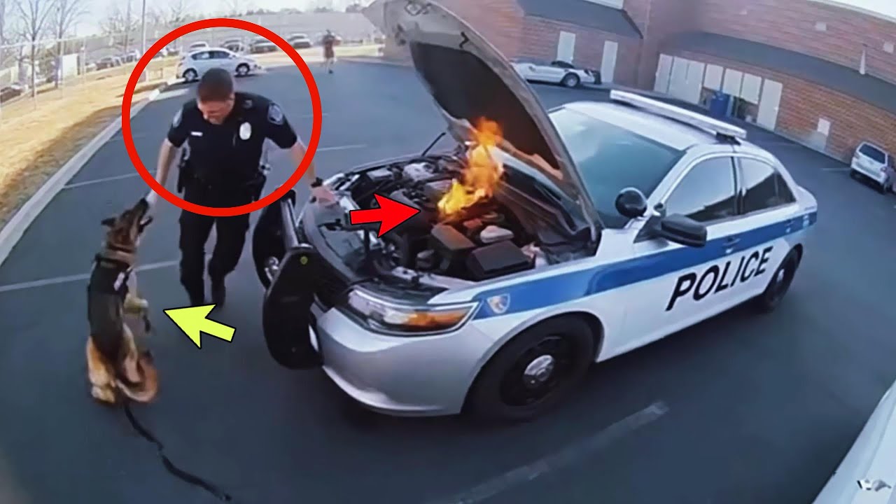 The Most Loyal Bodyguard In The World ❤️ 勇敢な犬とヒーロー猫 (No. 1) 