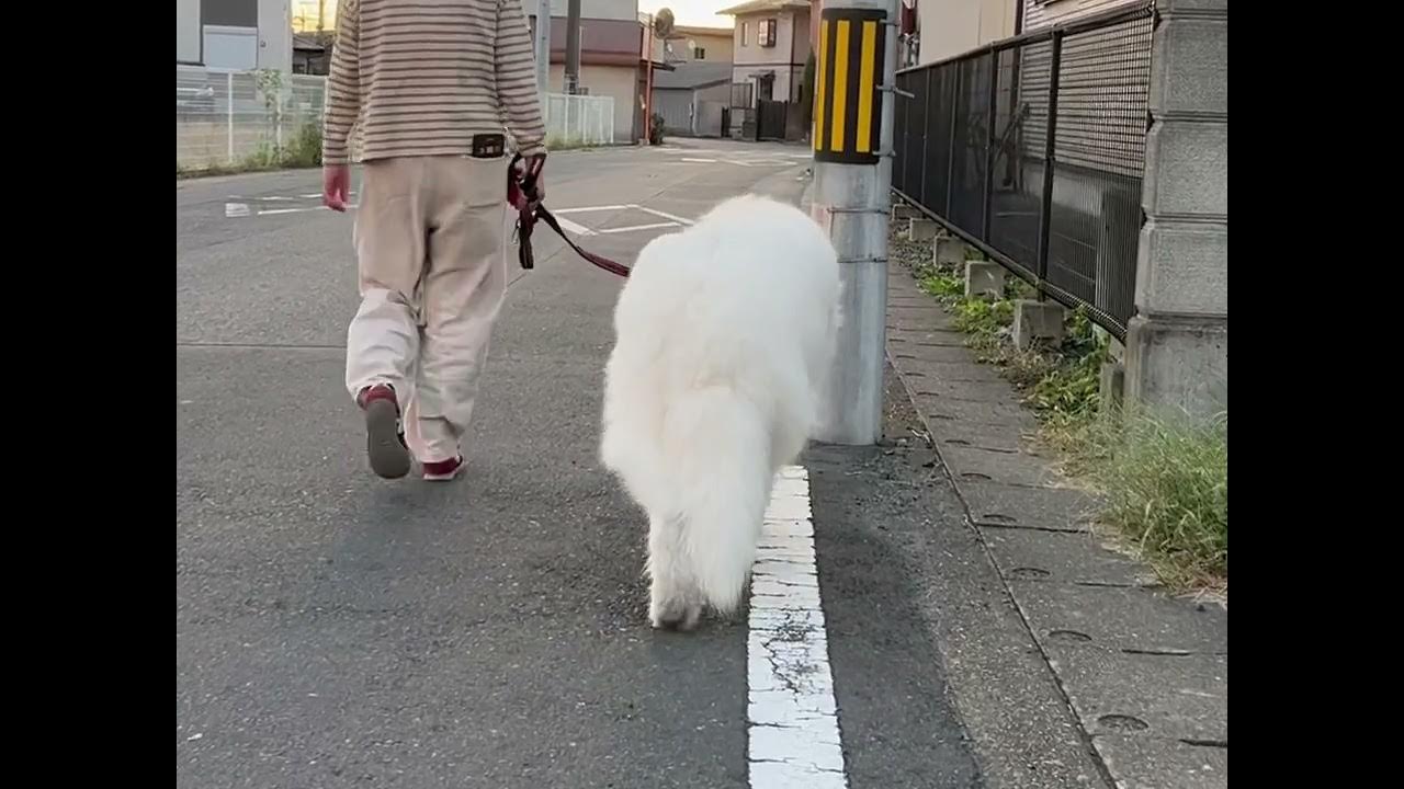 ママ  尻 盗撮 ママ👩🏻と…のんびり『朝ん歩…』。 誰かがボクのお尻を盗撮してるんですけど…💦 - YouTube