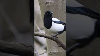 Magpie