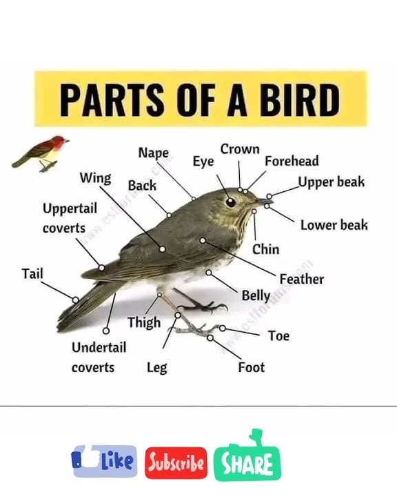 Parts of birds #shorts video