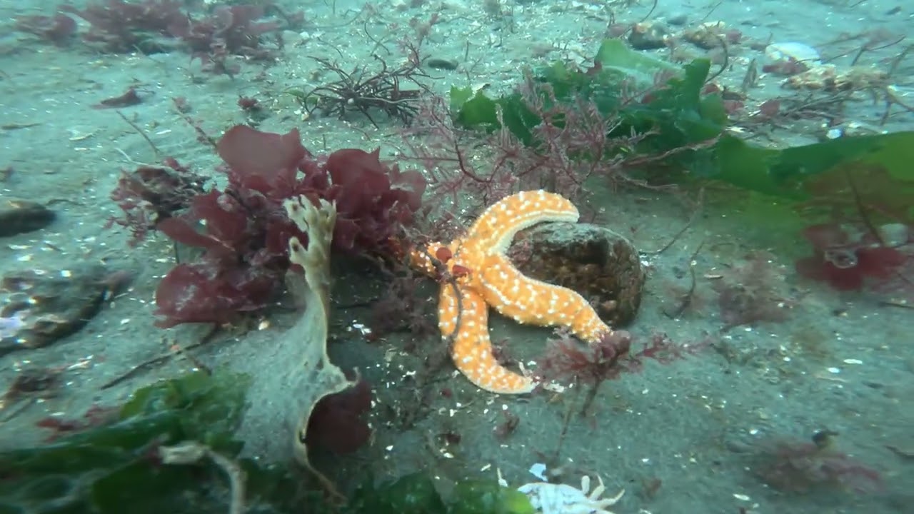 (scuba) rockaway beach Bainbridge island : Feb 12th 2023 (HQ)