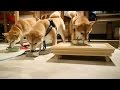 ドキッ！柴犬だらけのヤギミルク早飲み選手権 [ Shibainu Daifuku and friend's speed drinking contest ]