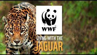 LIVING WITH THE JAGUAR