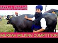 Top Quality#murrah🐃👈 buffalo milk competition# Punjab batala