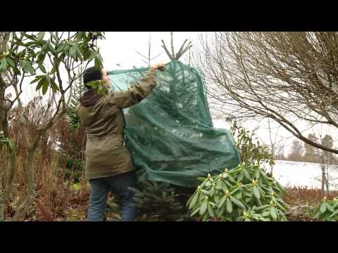 Video: Talvisuojaus - Pitäisikö minun multaa kasvien ympärillä talvella
