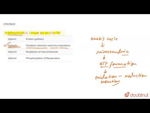 वीडियो: माइटोकॉन्ड्रिया में क्राइस्ट किसके लिए साइट के रूप में कार्य करते हैं?