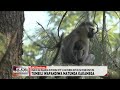 Tumbili Wapandiwa Matunda Kakamega Tumbili Wapandiwa Matunda Kakamega