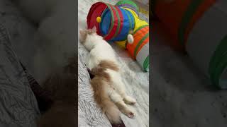 Playing mode on😀😀#cat #cats #catshorts #pets #catvideos