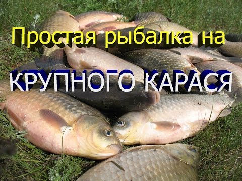 рыбалка на крупного карася рыбалка на крупного карася