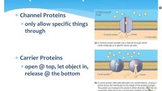 Cell Membrane Notes