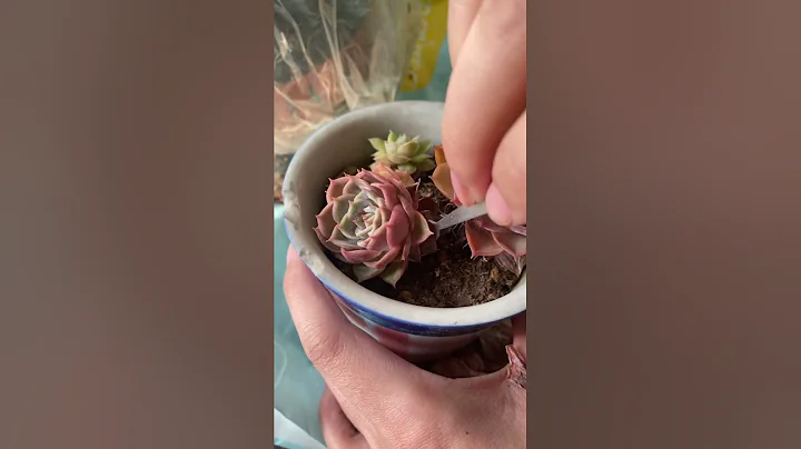 Best Indoor Succulents for Easy Care | Low-Maintenance Plants