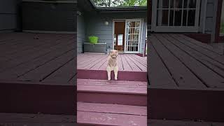 Cat Sits Like Human On Top Of Stairs - 1505206-2