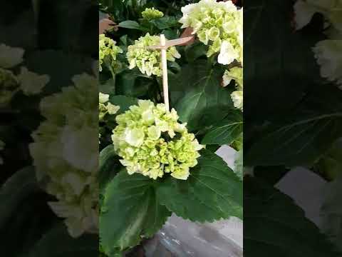   نبتة الهايدرنجا