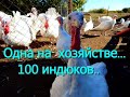 БЕЛАЯ ШИРОКОГРУДАЯ, ИНДЮКИ НА ПЛЕМЯ, КАК ВЫРАСТИТЬ..