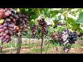 Виноград Индии:  Кишмиш Кришна Шарад (Grapes of India Kishmish Krishna Sharad)