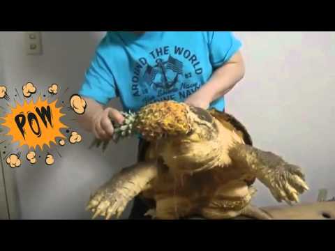 Giant Crocodile Turtle Chomps On a Pineapple
