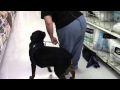 Kohl SDIT Walmart Training Sessions w encountering Fake Service Dog Kohl SDIT Walmart Training Sessions w encountering Fake Service Dog