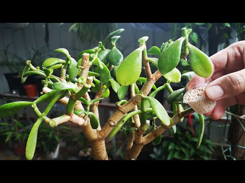 修剪后的玉树长势差怎么办？喂它一把活力颗粒，植株迅速恢复长势