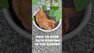 How to Stop Cats Pooping in the Garden #gardening  #berkebun