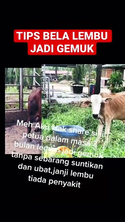 CARA BELA LEMBU JADI GEMUK TANPA SUNTIKAN ATAU UBAT ✨