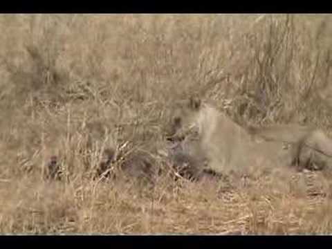 Lion qui mange - YouTube