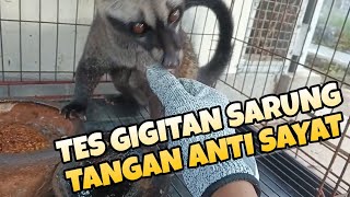 TES GIGITAN MUSANG, PAKAI SARUNG TANGAN ANTI SAYAT