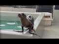 Rescued SF sea lion pup 'Irving' improving in rehabilitation