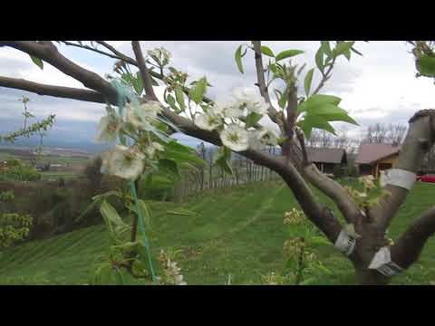 Video: Bolezni Hrušk. Sadna Gniloba. Rast