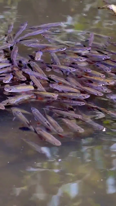 Gelombolan ikan wader mereka bingung mau ngapain