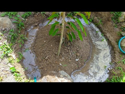 Video: Bagaimana Cara Menggali Anak Pokok Pokok Buah-buahan Untuk Musim Sejuk?