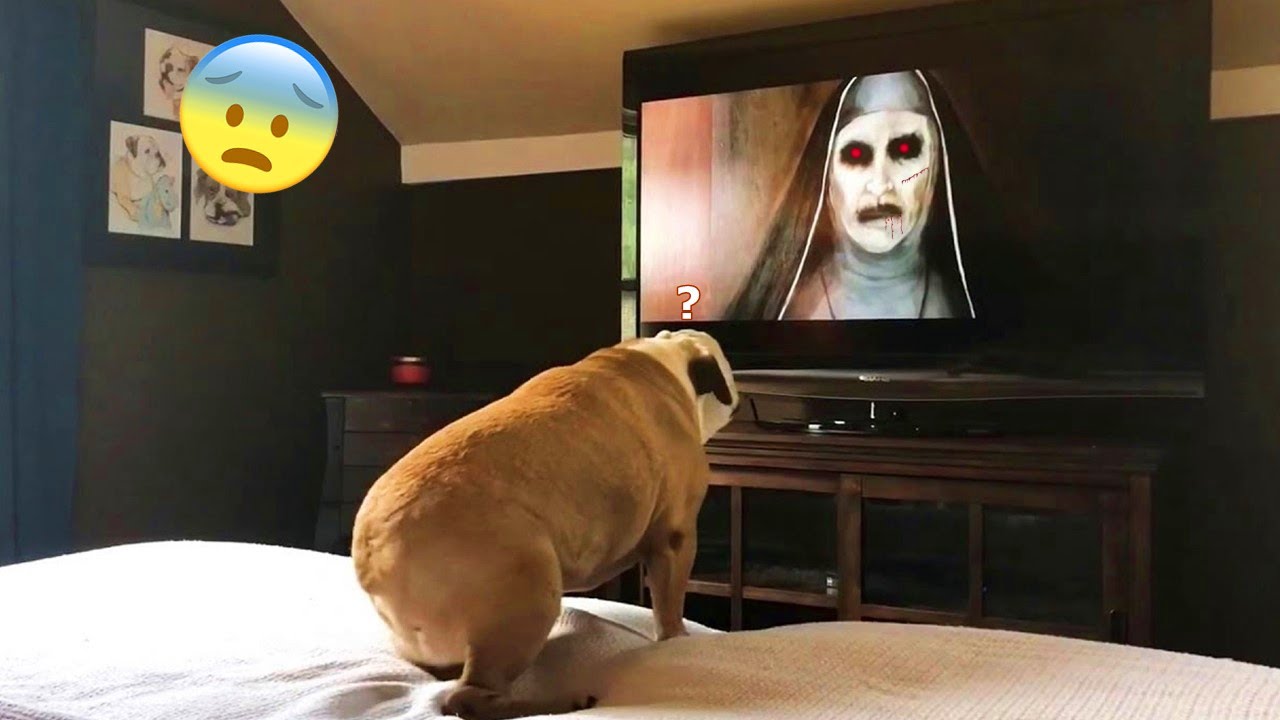 ⁣If you laugh with these funny pets, you get nightmares!