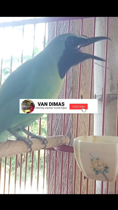 suara cucak ijo kalimantan🔥 #shorts  #birds #kicaumania #cucakijo #kalimantan